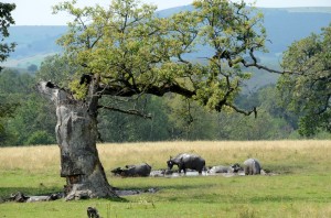 Figure 1. Wood-pasture with veteran, hollowing oak and traditional management by buffalo. Photo by Orsolya Toth.